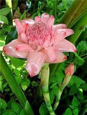 <h4>Torch Ginger Pink (mg)</h4>