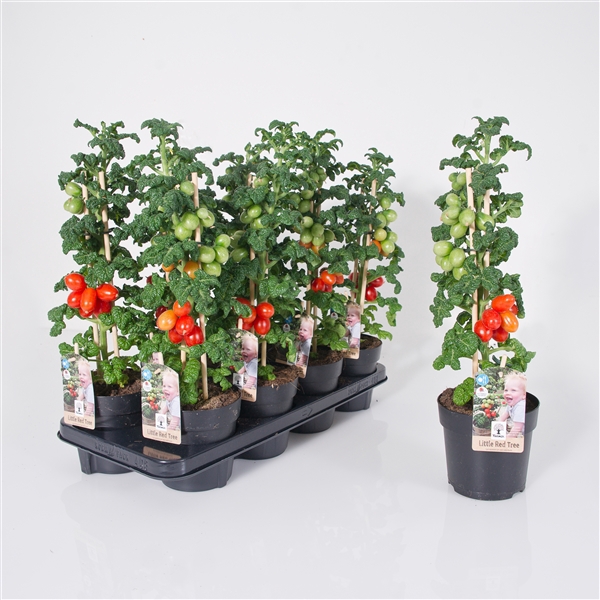 <h4>Farmzy® Little Red Tree, tomato plant</h4>