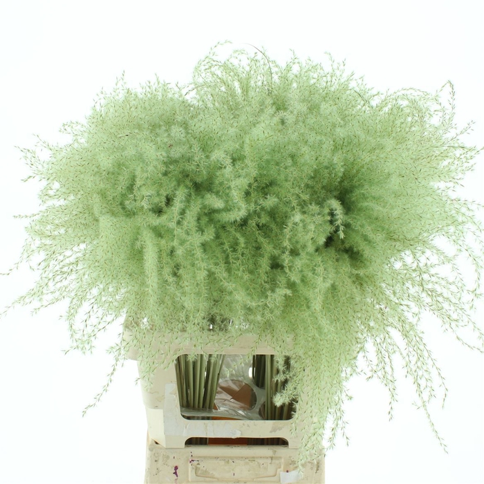<h4>Dried Stipa Feather Mint Groen</h4>