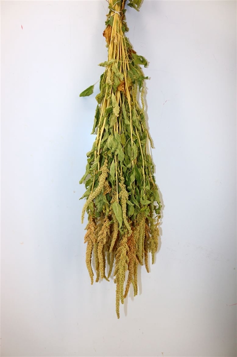 Dried Amaranthus Caud. Green Bunch