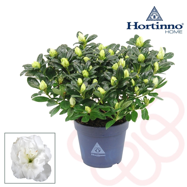 <h4>Hortinno® Home 'wit' 25 - 27 cm</h4>