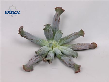 <h4>Echeveria Culebra Cutflower Wincx-12cm</h4>