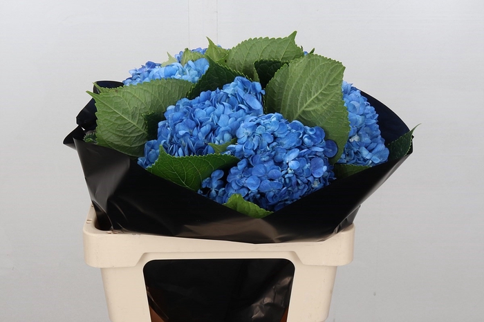 <h4>Hydrangea Shocking Blue Premium</h4>