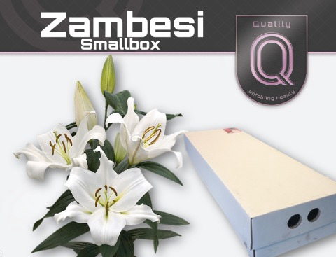 <h4>LI OT ZAMBESI SMALLBOX 4+</h4>
