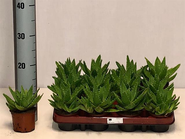 Aloe Perfoliata (Cites) 9Ø 15cm