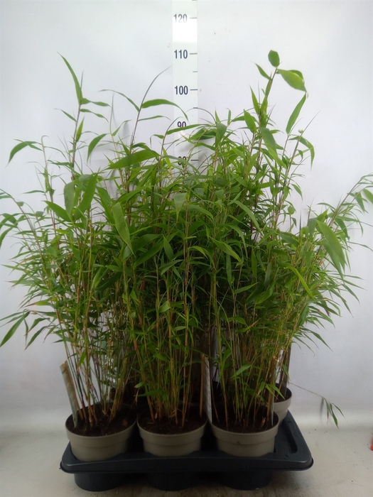 <h4>Fargesia robusta 'Wenchuan'</h4>