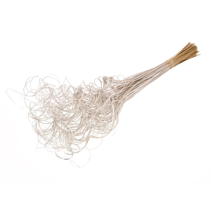 <h4>Curly ting ting (palm) 100pc white misty</h4>