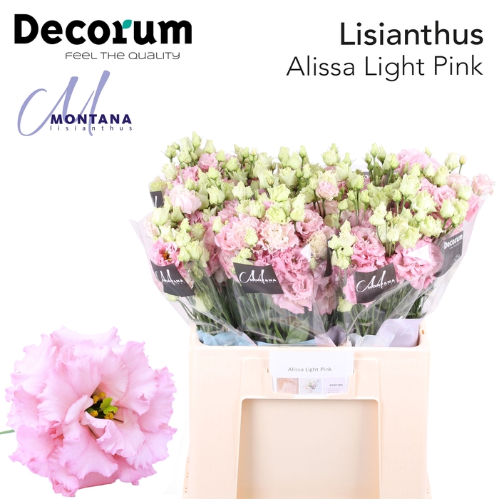 <h4>Lisianthus Alissa hanoi pink 60cm</h4>
