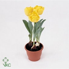 Tulipa Yellow Baby 12Ø 15cm 5pp