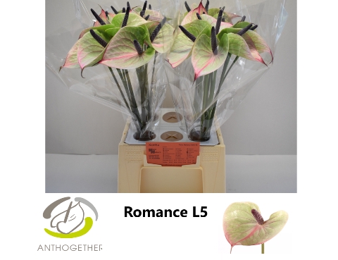 <h4>Anthurium romance imp</h4>