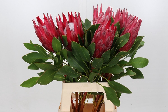 <h4>Protea Cynaroides Madiba</h4>