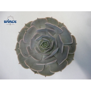 Echeveria Pollux Cutflower Wincx-10cm