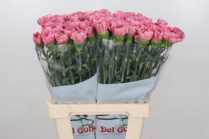 <h4>Dianthus St Lege Pink*</h4>