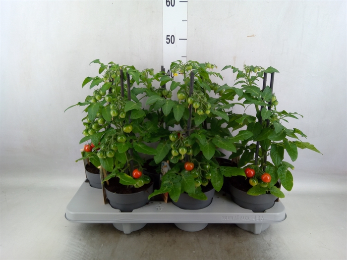 <h4>Solanum lycopersicum   ...</h4>