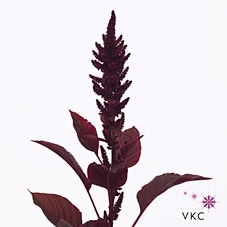 Amaranthus Red Velvet