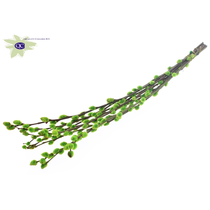 <h4>Pussy Willow 80cm Light Green</h4>
