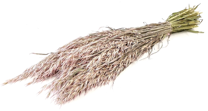 DRIED FLOWERS - AVENA FROSTED PINK (biologische verf)