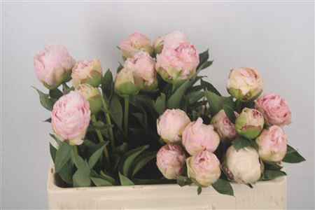 <h4>Paeonia L Mother Choice Extra</h4>