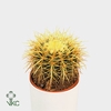 Echinocactus Grusinnii Rainbow Mix P5.10