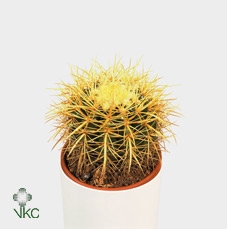 Echinocactus Grusonii 8,5 Cm
