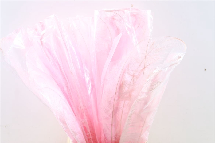 <h4>Basic Ostrich Feathers 55cm 5 Pcs Light Pink</h4>