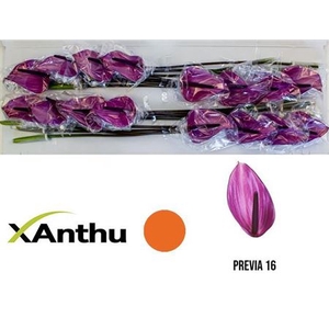 ANTH A PREVIA X16