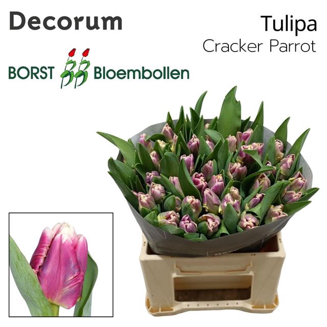 <h4>Tulipa pa cracker parrot</h4>