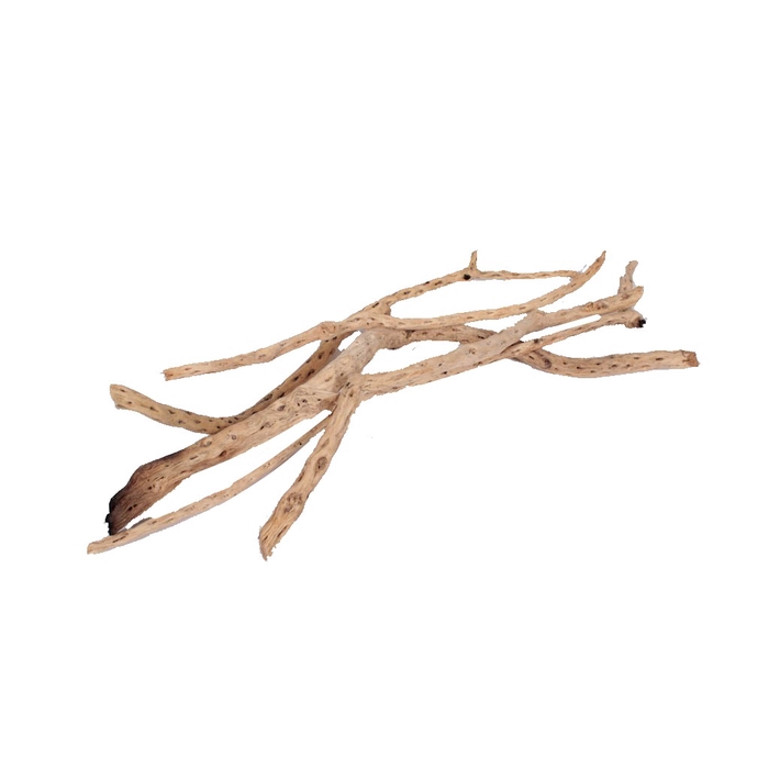 <h4>Sola Siva Stick 40cm 5pc in poly Natural</h4>