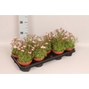 vaste planten 12 cm Saxifraga Pink