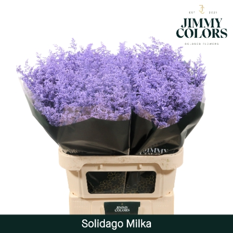 <h4>Solidago L70 Klbh. milka</h4>