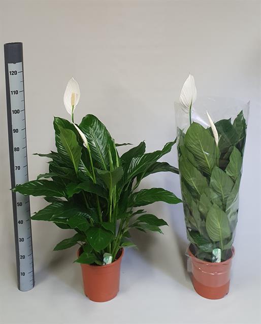 Spathiphyllum Sweet Silvana 24Ø 95cm 3fl