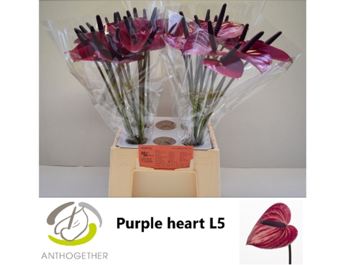 <h4>Anth Purple Heart</h4>