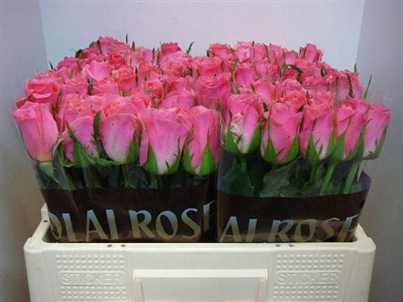 <h4>Rosa la ace pink+</h4>