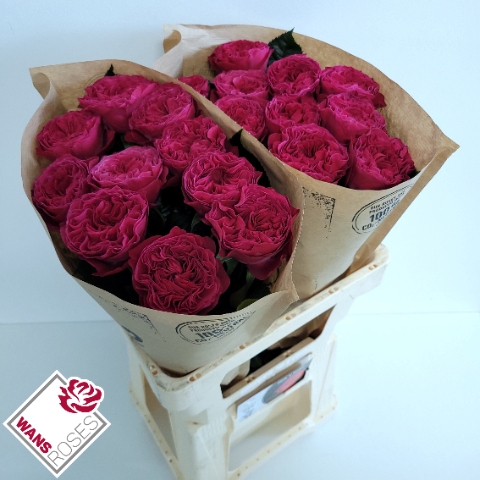<h4>Rosa la garden pink 'n pretty</h4>