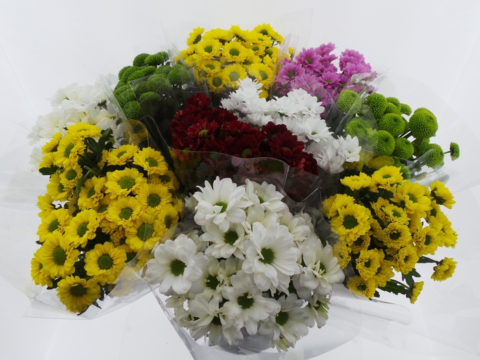 <h4>Bouquet mono santini x5 mix 50cm</h4>