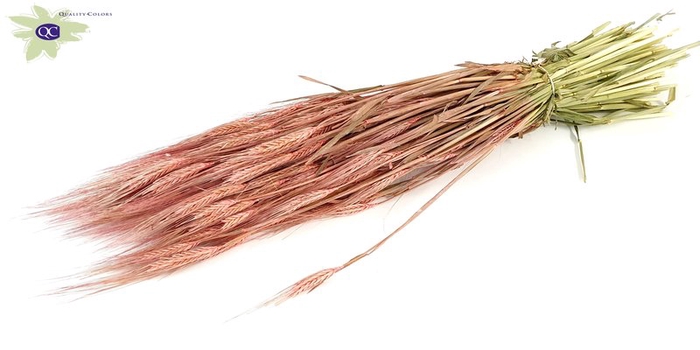 Hordeum per bunch frosted pink