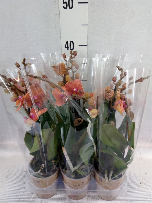 <h4>Phalaenopsis multi. 'Ant Bolzano'</h4>