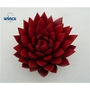 Echeveria Agavoides Paint Red Cutflower Wincx-8cm