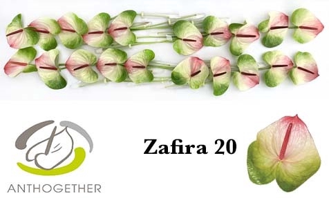 <h4>Anthurium Zafira</h4>
