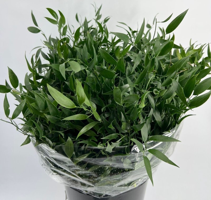 <h4>Leaf ruscus small</h4>