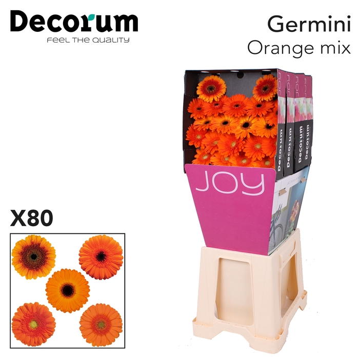 <h4>Germini Mix Oranje Diamond</h4>
