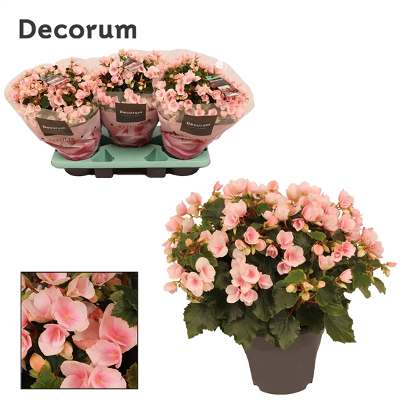<h4>Begonia betulia''light'' licht rose Decorum</h4>