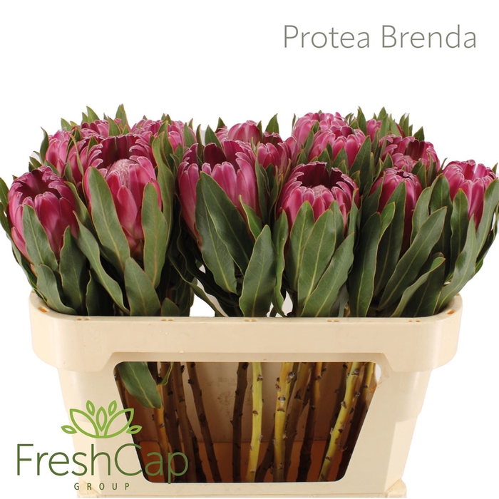 <h4>Protea Brenda</h4>
