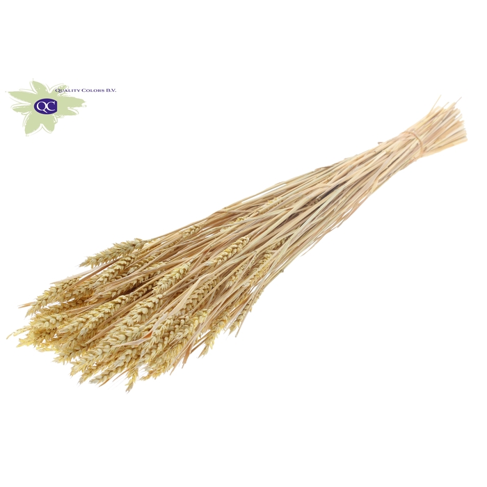 <h4>Triticum (sunbleached) per bunch Frosted Light Yellow</h4>