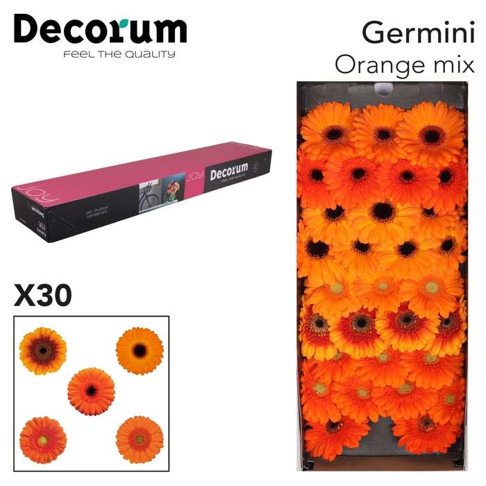 <h4>Germini Sensation Mix Orange g</h4>