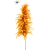 Pampas grass ± 175cm p/pc in poly orange