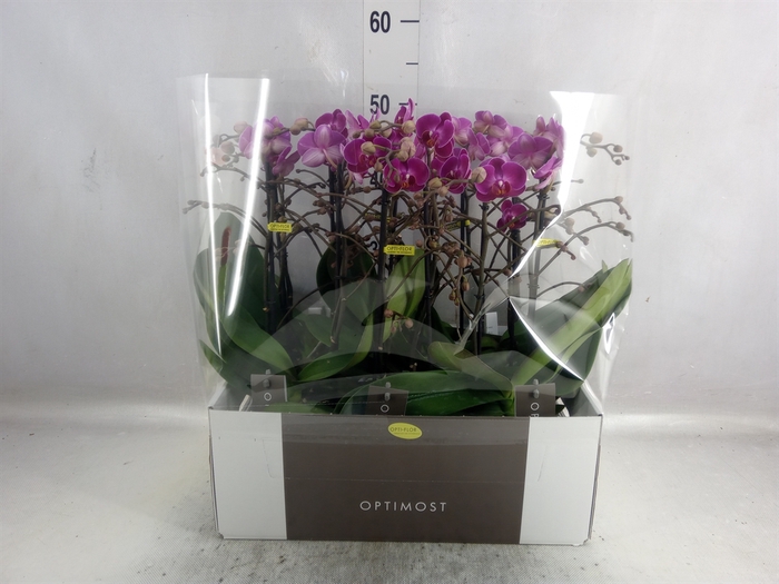 <h4>Phalaenopsis multi. 'Ant Morelia'</h4>