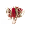 Banksia Hookerana Rosso asciutto